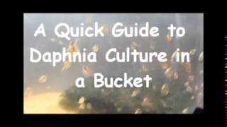 How to culture daphnia outside [upl. by Anastasio503]