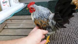 🐓 Micro Rooster named OnePiece Serama Rooster  aka Miniature Rooster [upl. by Sheeb]