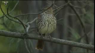 Brown Thrasher [upl. by Broome]