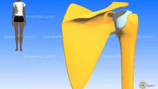 La scapula omoplate [upl. by Greenwell]