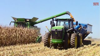 JOHN DEERE S790 Combine Harvesting Corn [upl. by Acsicnarf136]