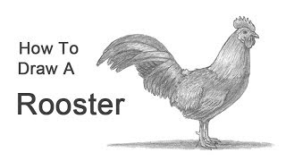 How to Draw a Rooster [upl. by Aimehs]