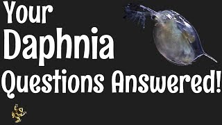 Daphnia Questions Answered [upl. by Gayel309]