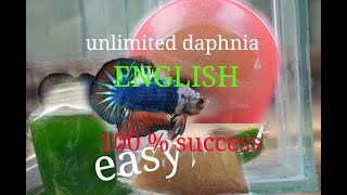 daphnia moina culture Easy way Unlimited production English  with sub Green water Chlorella [upl. by Haynes497]