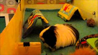 Compilation of Guinea Pigs popcorning [upl. by Lehsar]