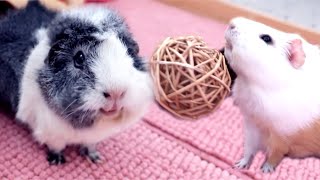 Guinea Pig Floor Time Wheeking Popcorning amp Playing Fetch  Guinea Pig Tricks [upl. by Anaylil]