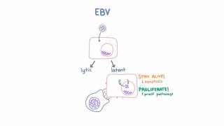 Epstein Barr Virus EBV and Cancer [upl. by Elaine313]