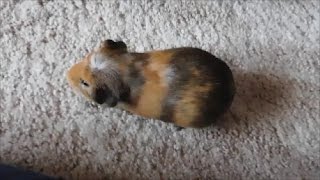 Guinea pig popcorning and playing [upl. by Cristina]