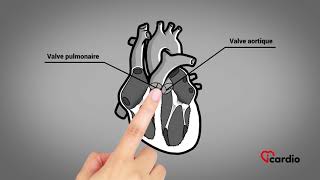 Anatomie du coeur  version française [upl. by Hcir710]