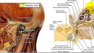 VÍDEO AULA DE NERVO FACIAL [upl. by Nim]