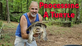 How To Process A Snapping Turtle [upl. by Alfonse]