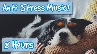 Have the Most Relaxed Dog Relaxing Music for Easily Stressed Dogs Nervous Dogs Help Dogs Sleep [upl. by Dellora]