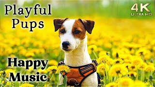 Cute 4K Dogs and Puppy Mood Booster TV Background Happy Ambient Music Ambience  Upbeat [upl. by Dorothea]