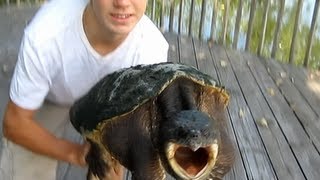 How to properly hold a Snapping turtle [upl. by Ditzel]