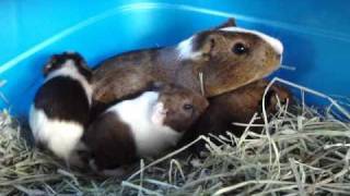 Baby Guinea Pigs 2 hours old and already popcorning [upl. by Owena]