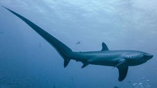 THRESHER SHARKS KILL PREY WITH TAIL [upl. by Malvie]