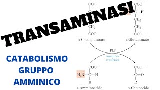 Transaminasi biochimica transaminazione gruppo amminico [upl. by Alsi126]