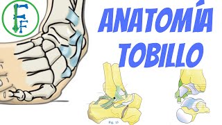 ANATOMIA DEL TOBILLO  Sistema Oseo  Sistema ligamentoso [upl. by Eceinhoj413]