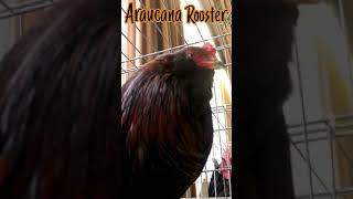 Araucana Rooster crowing sound shorts [upl. by Madid]