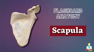 Scapula  Flashcard Anatomy [upl. by Ciardap]