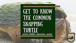 Get to Know the Common Snapping Turtle [upl. by Nagn]