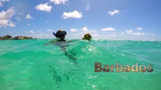 Paradise Found 7 Days of Tropical Delights in Barbados [upl. by Nalon]