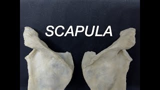 SCAPULA  GENERAL FEATURES AND ATTACHMENTS [upl. by Barger]