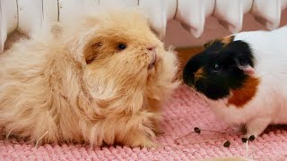 New Guinea Pig Introduction [upl. by Llyrad590]