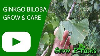 Ginkgo biloba tree  grow amp care [upl. by Maggy]