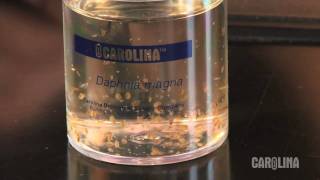 How to Care for Daphnia [upl. by Cullin]