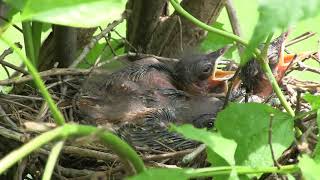 Exploring Nature The Brown Thrasher [upl. by Randie759]