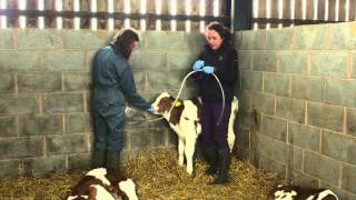 Colostrum feeding  brought to you by AHDB Dairy [upl. by Ycnay]