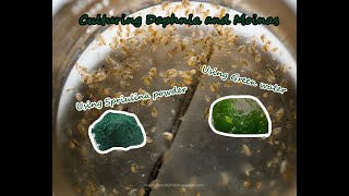 How To Culture Daphnia and Moinas using Green Water Spirulina powder [upl. by Lativa239]