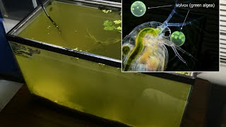 Raising Daphnia for the Freshwater Aquarium [upl. by Virginie995]