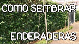 Como cultivar plantas trepadoras [upl. by Dlarrej]