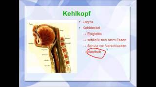 Atmungssystem Anatomie und Physiologie der Lunge [upl. by Adimra]