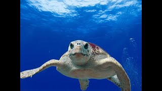 Barbados snorkeling [upl. by Ihtraa]