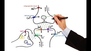 Pharmacology  ANTIEPILEPTIC DRUGS MADE EASY [upl. by Hoban]