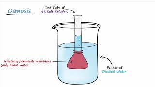 Diffusion amp Osmosis [upl. by Na]