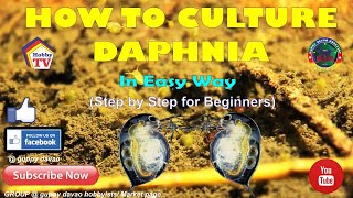 HOW TO CULTURE DAPHNIA In Easy Way [upl. by Deeann]