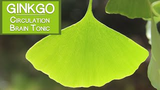 Ginkgo Biloba Leaf Circulatory Stimulant and Brain Tonic [upl. by Heilner70]