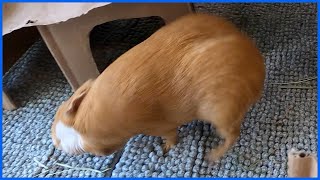 Hilarious guinea pig popcorning zoomies and rumblestrutting [upl. by Retlaw]